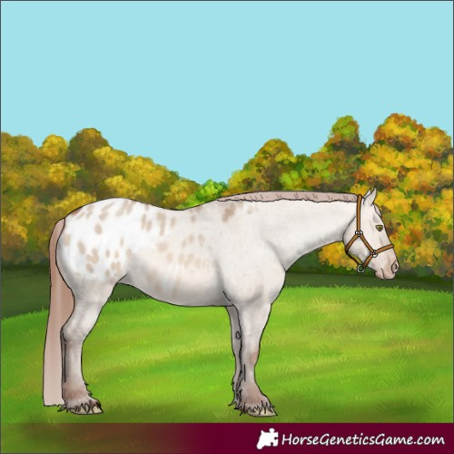 Horse Color:Amber Champagne Dun Appaloosa Rabicano 