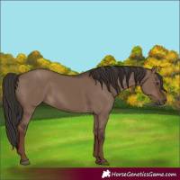 Horse Color:Liver Red Dun Rabicano 