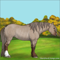 Horse Color:Liver Red Dun Rabicano 
