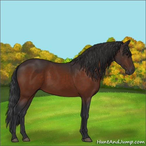 Horse Color:Bay Rabicano 