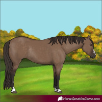 Horse Color:Liver Red Dun Rabicano 