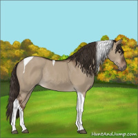 Horse Color:Liver Red Dun Tobiano Rabicano