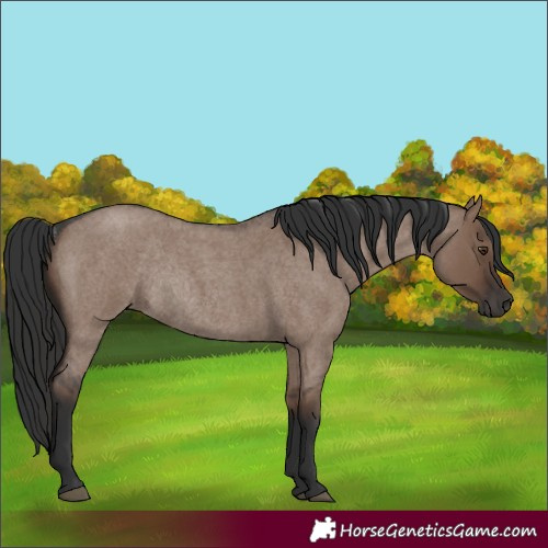 Horse Color:Liver Red Dun Roan Rabicano 