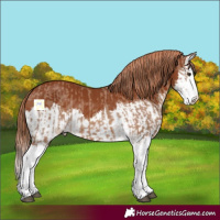 Horse Color:Red Dun Splash and Chestnut Splash