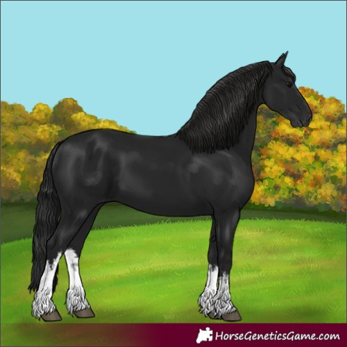 Horse Color:Gray White Spotted Black