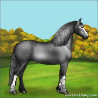Horse Color:Gray White Spotted Black 