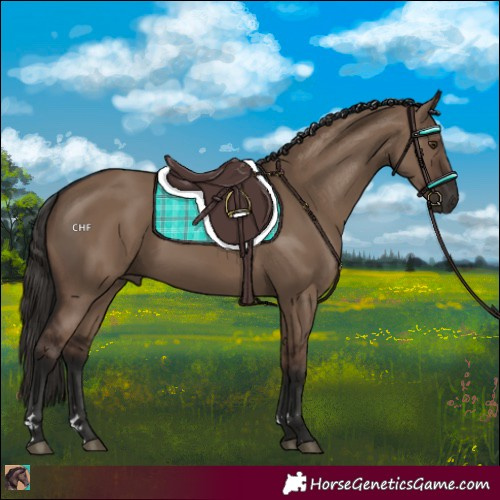 Horse Color:Liver Red Dun Rabicano 