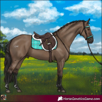 Horse Color:Liver Red Dun Rabicano 