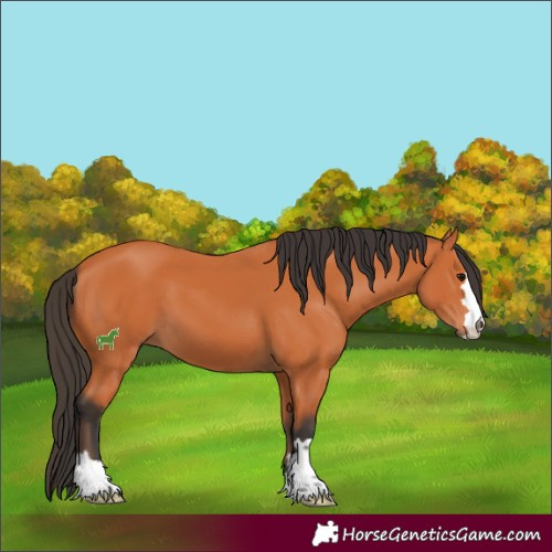 Horse Color:Bay 