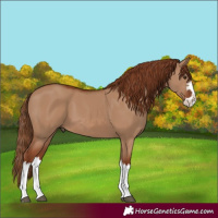 Horse Color:Red Dun Splash 