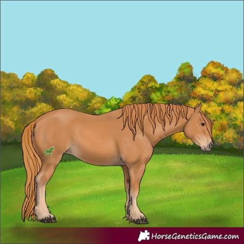 Horse Color:Chestnut 