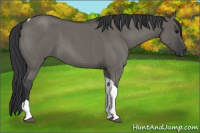 Horse Color:Grullo Roan Tobiano 