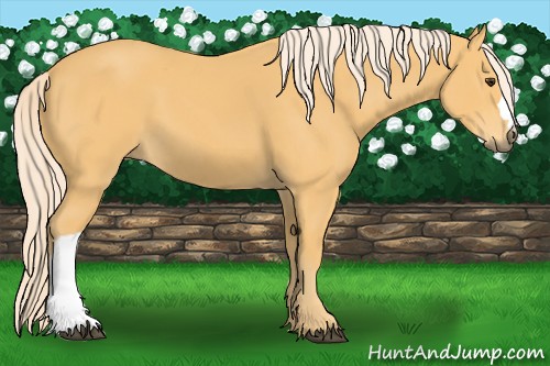 Horse Color:Palomino 