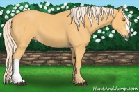 Horse Color:Palomino 