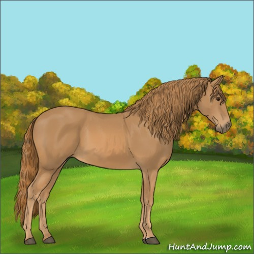 Horse Color:Chestnut Sabino
