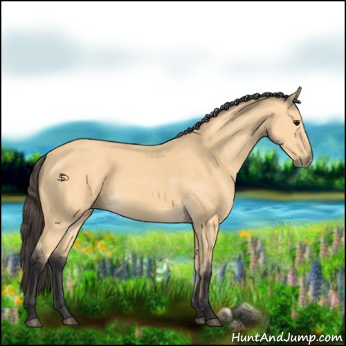 Horse Color:Buckskin 