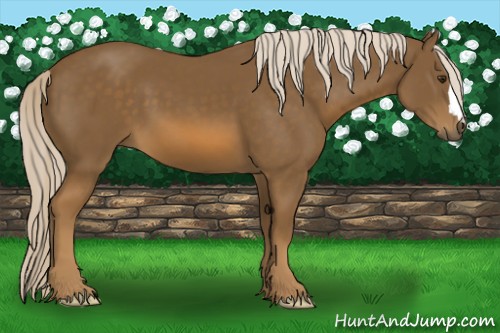 Horse Color:Chocolate Palomino 