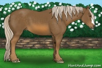 Horse Color:Chocolate Palomino 