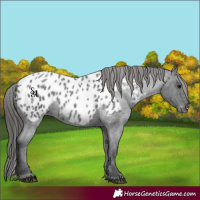 Horse Color:Blue Roan Near Leopard 