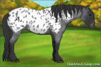 Horse Color:Blue Roan Near Leopard 