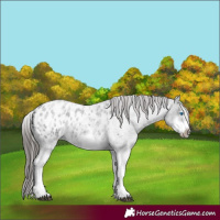 Horse Color:White Spotted Blue Roan Splash Frame Appaloosa 