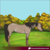 Horse Color:Liver Red Dun Rabicano