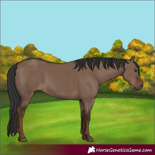 Horse Color:Liver Red Dun Rabicano