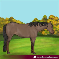 Horse Color:Liver Red Dun Rabicano 