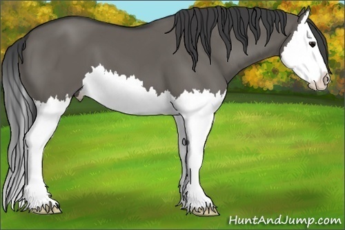 Horse Color:Grullo Splash