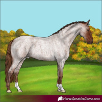 Horse Color:Red Roan 