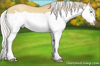 Horse Color:Silver Classic Champagne Dun Splash Frame