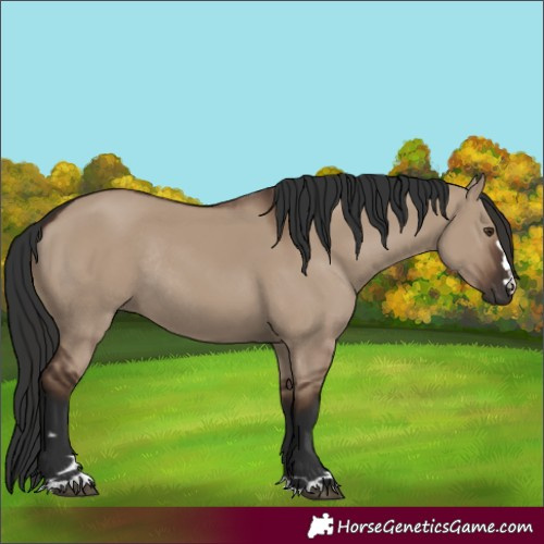 Horse Color:Liver Red Dun Rabicano