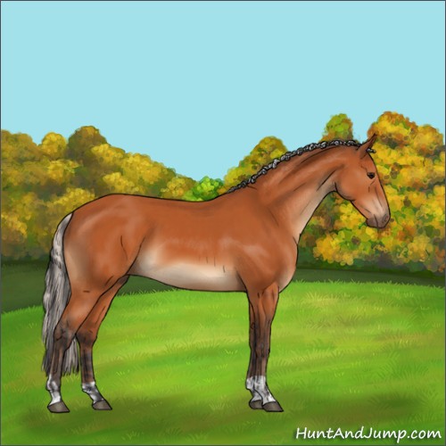 Horse Color:Bay and Silver Bay