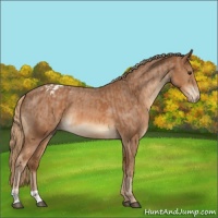 Horse Color:Chestnut  and Chestnut Varnish 