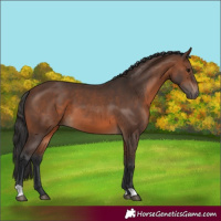 Horse Color:Brown 