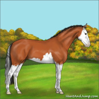 Horse Color:Bay Splash 