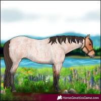 Horse Color:Bay Roan 