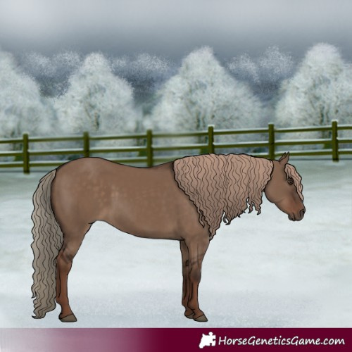 Horse Color:Liver Red Dun Rabicano 