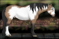 Horse Color:Bay Dun Frame