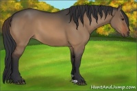Horse Color:Bay Dun