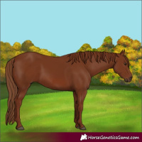 Horse Color:Chestnut 