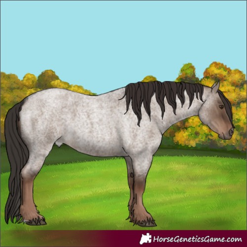 Horse Color:Liver Red Dun Roan Rabicano 