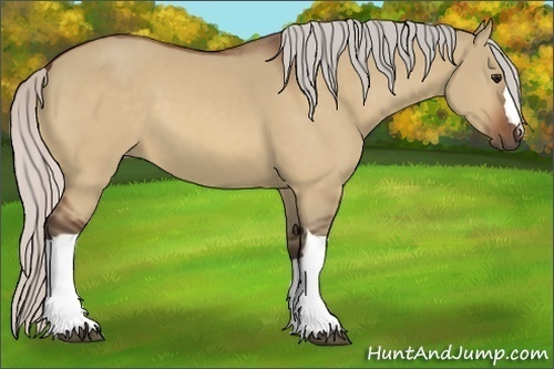 Horse Color:Silver Bay Dun 