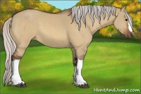 Horse Color:Silver Bay Dun