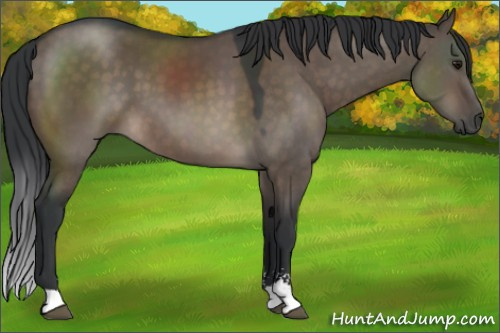 Horse Color:Brown Dun Sabino