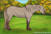 Horse Color:Liver Red Dun Rabicano 