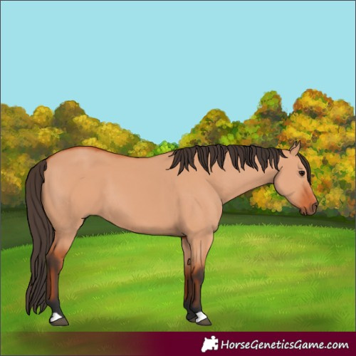 Horse Color:Bay Dun 