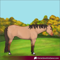 Horse Color:Bay Dun 