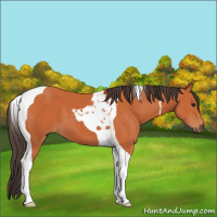 Horse Color:Bay Tobiano 
