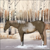 Horse Color:Chocolate Palomino Tobiano 